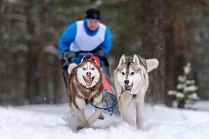 carreras de perros de trineo. El equipo de perros de trineo husky tira de un trineo con un conductor de perros. competición de invierno. foto