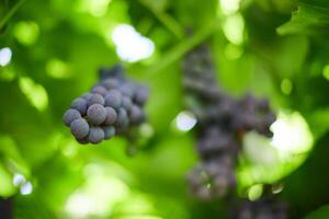 Bunch of grapes on vineyard. Table red grape with green vine leaves at sunny september day. Autumn harvest of grapes for making wine, jam and juice. photo