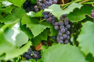 Bunch of red grapes on vineyard. Table red grape with green vine leaves. Autumn harvest of grapes for making wine, jam and juice. Sunny september day. photo