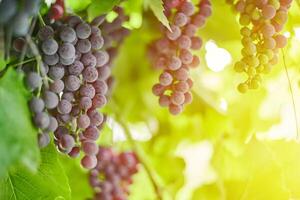 Bunch of red grapes on vineyard. Table red grape with green vine leaves. Autumn harvest of grapes for making wine, jam and juice. Sunny september day. photo