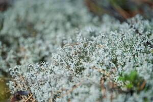 musgo liquen cladonia rangiferina. liquen de reno gris. hermoso musgo de bosque de color claro que crece en climas cálidos y fríos. ciervo, musgo de caribú. foto