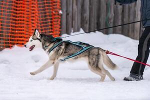 Sled dog racing. Husky sled dogs team in harness run and pull dog driver. Winter sport championship competition. photo