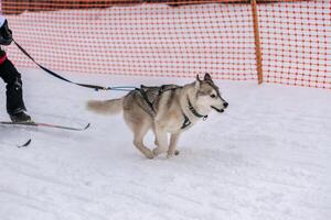 carreras de perros de trineo. equipo de perros de trineo husky en arnés corre y tira del conductor del perro. competición de campeonato de deportes de invierno. foto
