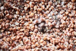 Moldy buckwheat, macro, close up. photo