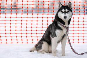 Husky dog on leash, waiting for sled dog race, orange track fence background. Adult strong pet before sport competition. photo