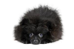 negro pomeranio perrito perro de Pomerania, aislado foto