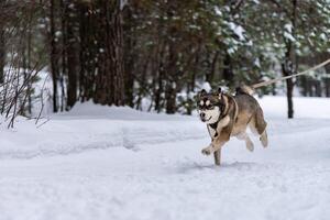 Sled dog skijoring. Husky sled dog pull dog musher. Sport championship competition. photo