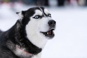 Funny Husky dog portrait, winter snowy background. Kind obedient pet on walking before sled dog training. Beautiful blue eyes. photo