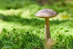 Birch mushroom, copy space. Edible fungus growing in moss. White bog ghost bolete. Poorly absorbed food. photo