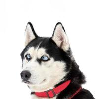 Funny husky face with big surprised eyes, isolated photo