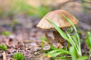 Leccinum versipelle mushroom. Orange birch bolete in autumn forest. Seasonal collection of edible mushrooms photo