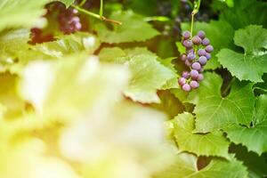 racimo de uvas en viñedo. uva roja de mesa con hojas de vid verde en el soleado día de septiembre. cosecha otoñal de uvas para hacer vino, mermelada y jugo. foto