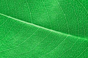 Macro green leaf texture with beautiful relief facture of plant, close up macro photo of pure nature