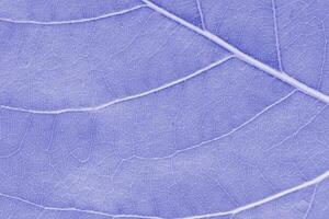 Macro leaf texture purple colorized with beautiful relief facture of plant, close up macro photo