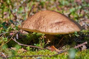 Leccinum versipelle mushroom. Orange birch bolete in autumn forest. Seasonal collection of edible mushrooms photo