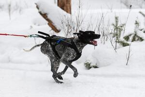 Sled dog racing. Pointer sled dog in harness run and pull dog driver. Winter sport championship competition. photo