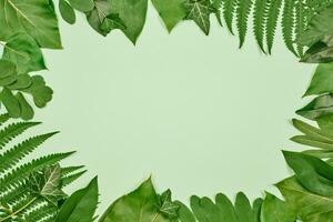 Green leaves frame with mint empty copy space in center, flat lay top view, pure nature concept photo