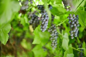 Bunch of red grapes on vineyard. Table red grape with green vine leaves. Autumn harvest of grapes for making wine, jam and juice. Sunny september day. photo