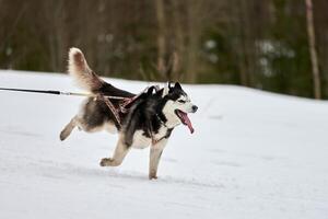 Running Husky dog on sled dog racing photo