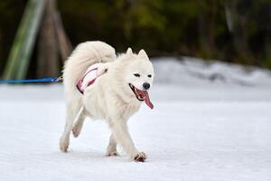 corriendo perro samoyedo en carreras de perros de trineo foto