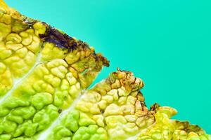 Leaf rotten cabbage, macro, close up photo