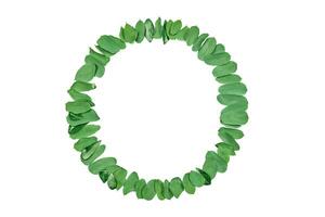 Mint green leaves as circle frame isolated on white background, empty copy space for design logo photo