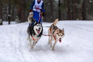 Husky sled dogs team in harness run and pull dog driver. Sled dog racing. Winter sport championship competition. photo