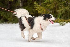 Skijoring dog sport racing photo