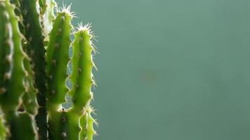 Cactus tree in pot. photo