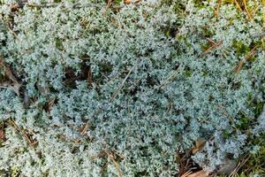 Moss lichen Cladonia rangiferina. Grey reindeer lichen. Beautiful light-colored forest moss growing in warm and cold climates. Deer, caribou moss. photo