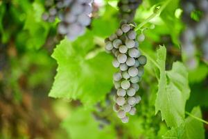 Bunch of red grapes on vineyard. Table red grape with green vine leaves. Autumn harvest of grapes for making wine, jam and juice. Sunny september day. photo