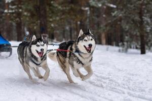 Sled dog racing. Husky sled dogs team in harness run and pull dog driver. Winter sport championship competition. photo