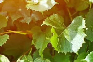 Grape leaves in vineyard. Green vine leaves at sunny september day. Soon autumn harvest of grapes for making wine, jam, juice, jelly, grape seed extract, vinegar, and grape seed oil. photo