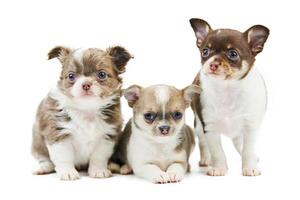 Three Chihuahua puppies, isolated photo