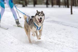 Husky sled dogs team in harness run and pull dog driver. Sled dog racing. Winter sport championship competition. photo
