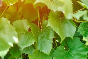 Grape leaves in vineyard. Green vine leaves at sunny september day. Soon autumn harvest of grapes for making wine, jam, juice, jelly, grape seed extract, vinegar, and grape seed oil. photo