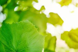 Grape leaves. Green vine leaves at sunny september day in vineyard. Soon autumn harvest of grapes for making wine, jam and juice. photo