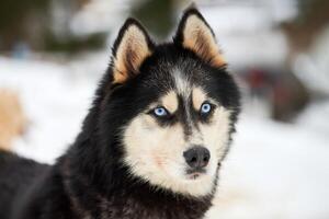 Husky sled dog face, winter background photo