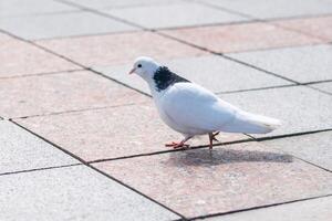 blanco paloma en suelo foto