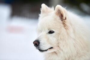 cara de perro de trineo husky, fondo de invierno foto