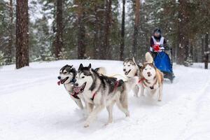 Sled dog racing. Husky sled dogs team pull a sled with dog driver. Winter competition. photo