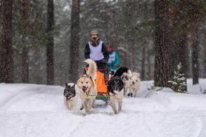 Sled dog racing. Husky sled dogs team pull a sled with dog driver. Winter competition. photo