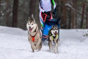 equipo de perros de trineo husky en arnés corre y tira del conductor del perro. carreras de perros de trineo. competición de campeonato de deportes de invierno. foto