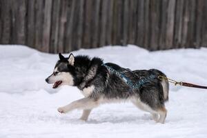 Sled dog racing. Husky sled dogs team in harness run and pull dog driver. Winter sport championship competition. photo