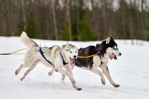 Running Husky dog on sled dog racing photo