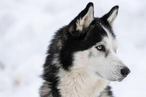 Husky dog portrait, winter snowy background. Funny pet on walking before sled dog training. photo