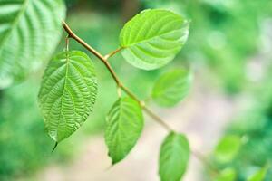 Grape leaves in vineyard. Green vine leaves at sunny september day. Soon autumn harvest of grapes for making wine, jam, juice, jelly, grape seed extract, vinegar, and grape seed oil. photo