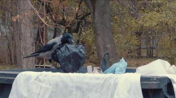 un gris cuervo escoge arriba un el plastico bolso desde un basura lata con sus pico. video