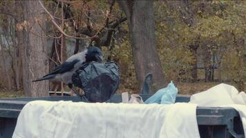 A gray crow picks up a plastic bag from a trash can with its beak. video