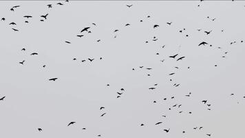 Large flock of black birds flying on white background. video